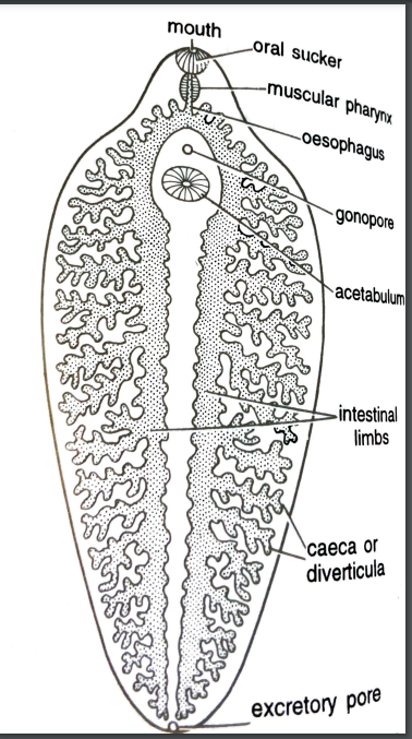 FIGURE DEPICTING Digestive system of liver fluke