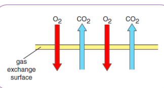 ORGANS AND MECHANISM OF RESPIRATION IN LOWER INVERTEBRATES