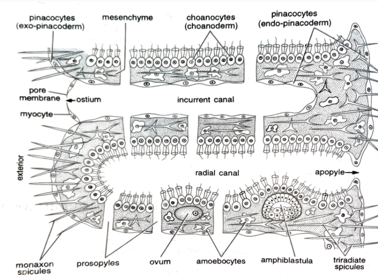 FIGURE DEPICTING Route of water movement through porifera