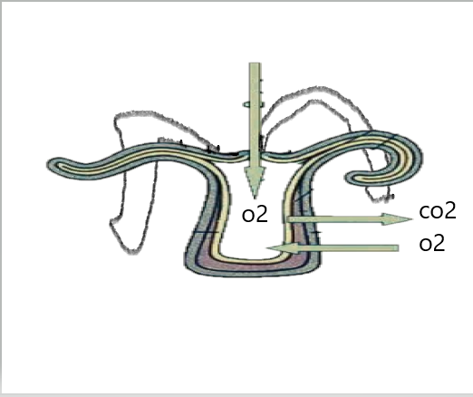 FIGURE DEPICTING Exchange of gases by the body wall of Hydra