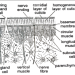 FIGURE DEPICTING V.S of body wall through which gaseous takes place in Tape worm