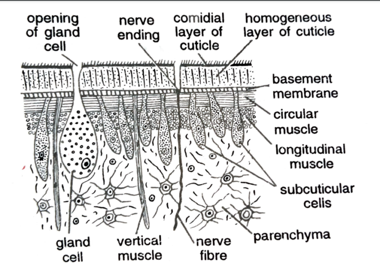 FIGURE DEPICTING V.S of body wall through which gaseous takes place in Tape worm