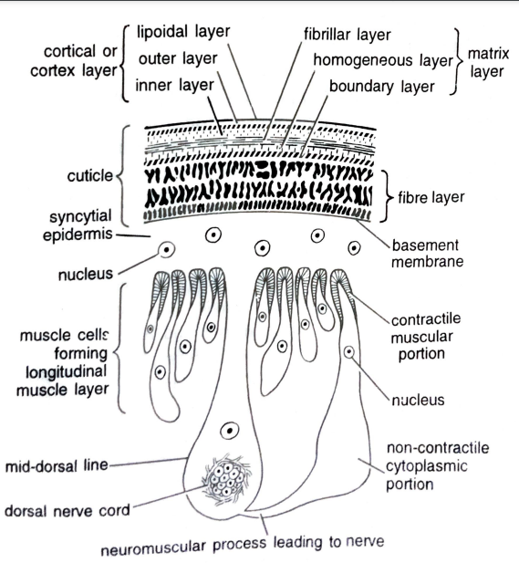 FIGURE DEPICTING T.S of body wall for gaseous exchange in Ascaris