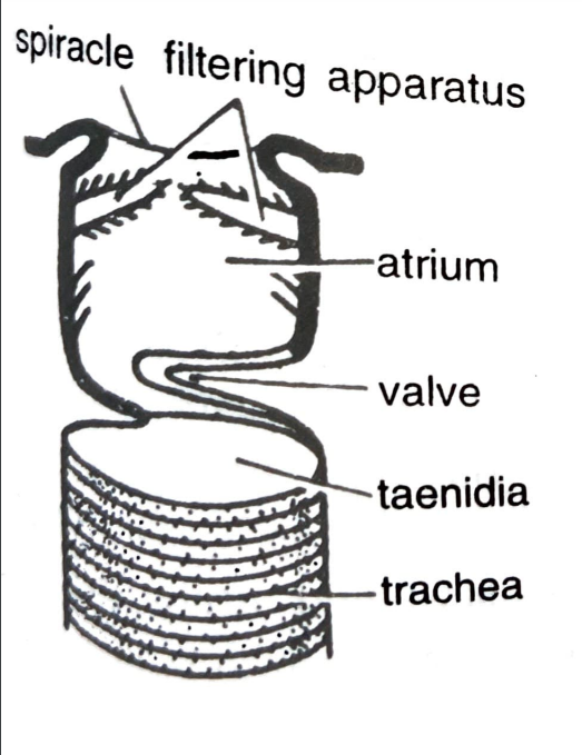 ORGANS AND MECHANISM OF RESPIRATION IN HIGHER INVERTEBRATES