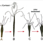 FIGURE DEPICTING Capturing and ingestion of cyclop by Hydra