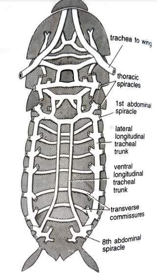 FIGURE DEPICTING Respiratory system in case of cockroach