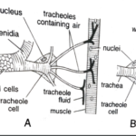 FIGURE DEPICITNG [A] Tracheae with fluid at rest [B] tracheae without fluid after work