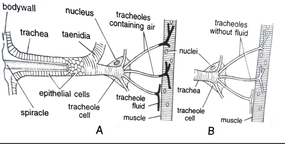 FIGURE DEPICITNG [A] Tracheae with fluid at rest [B] tracheae without fluid after work