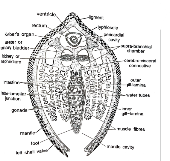 FIGURE DEPICTING T.S. OF Body through middle region of gills