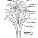 EXCRETION IN LOWER INVERTEBRATES