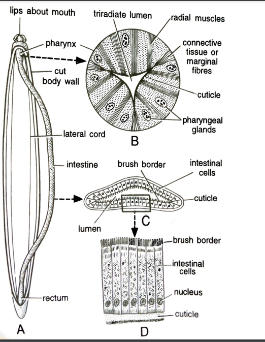 FIGURE DEPICTING [A] Alimentary canal, [B] T.S of pharynx,[C] T.S of intestine, [D] Brush border of intestinal wall