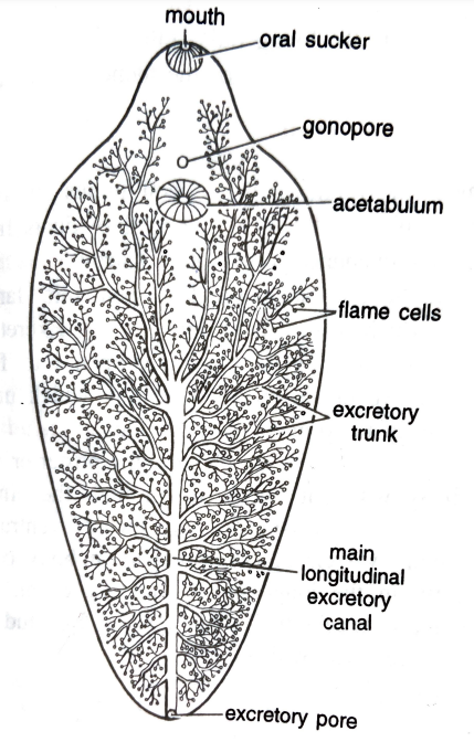 EXCRETION IN LOWER INVERTEBRATES, FIGURE DEPICTING Protonephridial system in Liver fluke