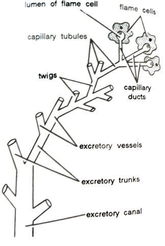 FIGURE DEPICTING Flame cells and excretory ducts in case of Liver fluke