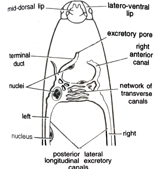 FIGURE DEPICTIND Excretory system of aschelminthes