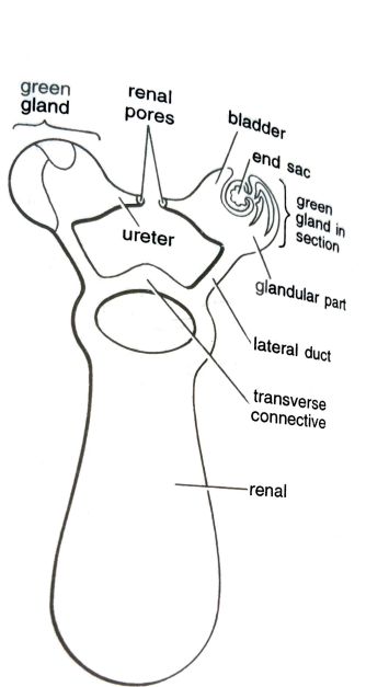 FIGURE DEPICTING Dorsal view of excretory organ of Prawn