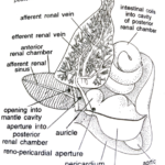 FIGURE DEPICTING Excreting system of Pila