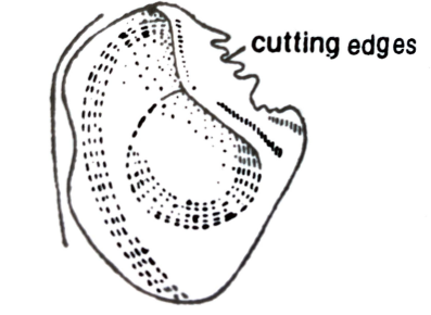 PATTERN OF FEEDING AND DIGESTION IN HIGEHER INVERTEBRATES