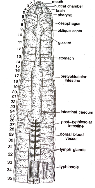 FIGURE DEPICTING Alimentary canal of Earthworm