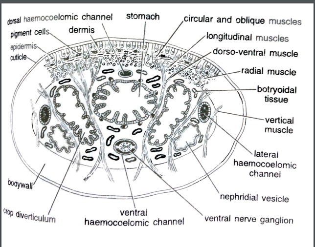 FIGURE DEPICTING T.S. of body through stomach