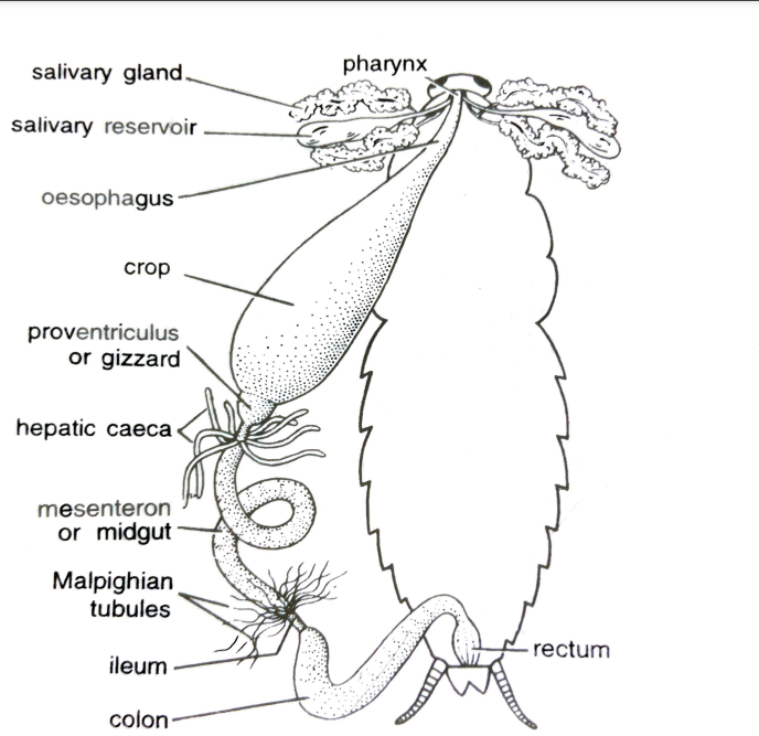 FIGURE DEPICTING Alimentary canal of cockroach