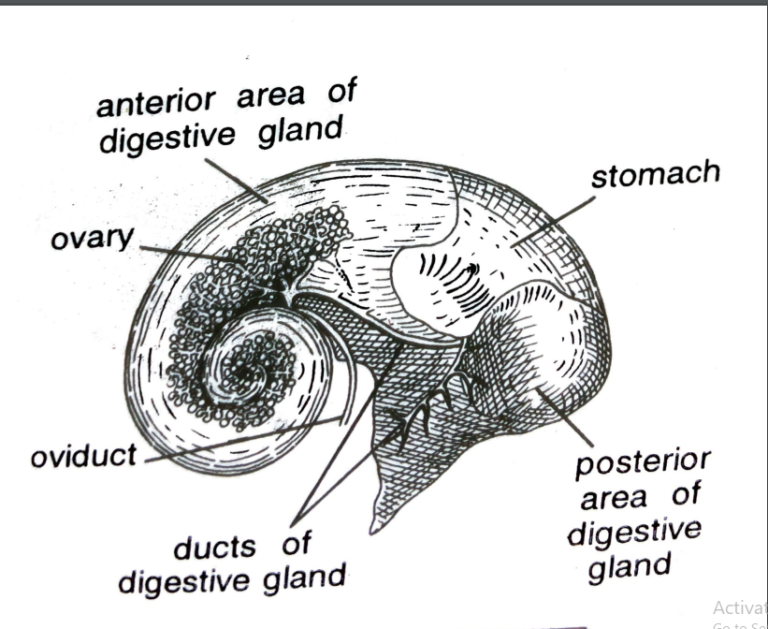 FIGURE DEPICITNG Digestive gland of Pila