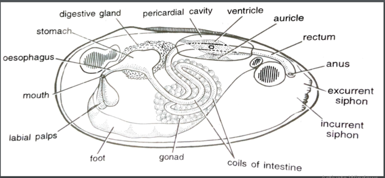 FIGURE DEPICTING Unio alimentary canal and digestive glands