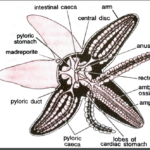 FIGURE DEPICTING Sea star alimentary canal