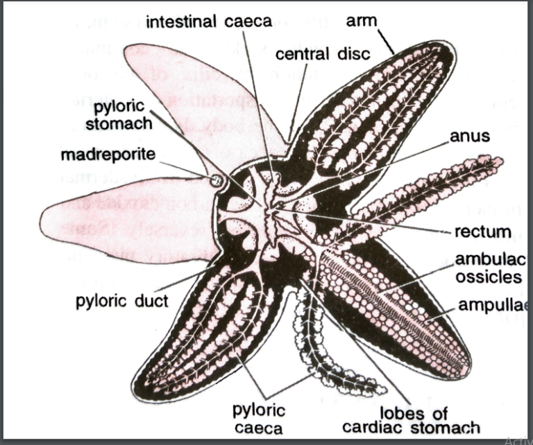 FIGURE DEPICTING Sea star alimentary canal