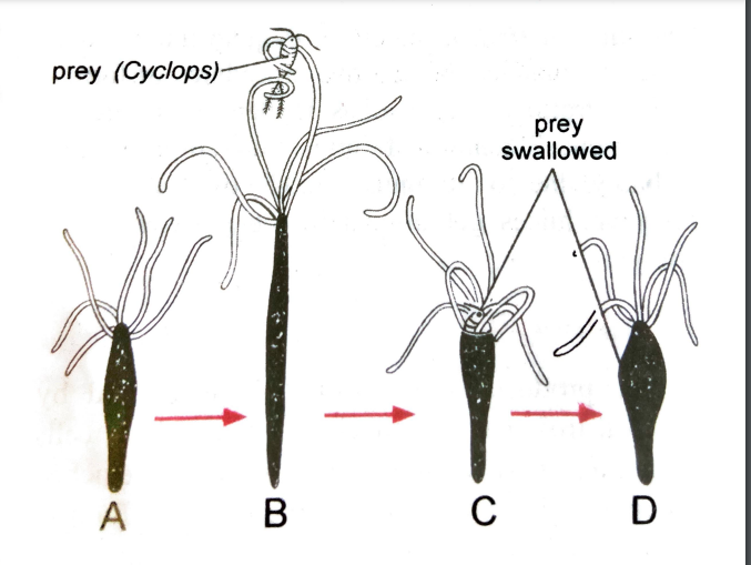 FIGURE DEPICTING Capturing and ingestion of cyclop by Hydra