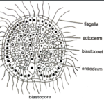 FIGURE DEPICTING GASTRULA SHOWING ENDODERM FORMATION THROUGH INVAGINATION