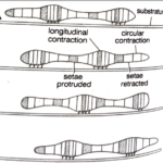 FIGURE DEPICTING Forward movement of earthworm