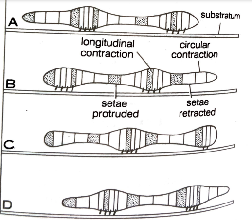 FIGURE DEPICTING Forward movement of earthworm