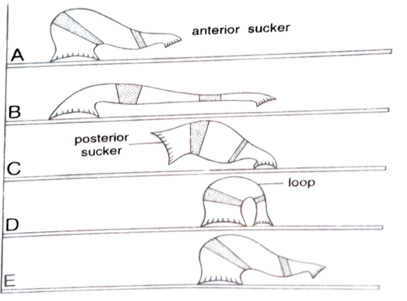 FIGURE DEPICITNG looping movement of leech