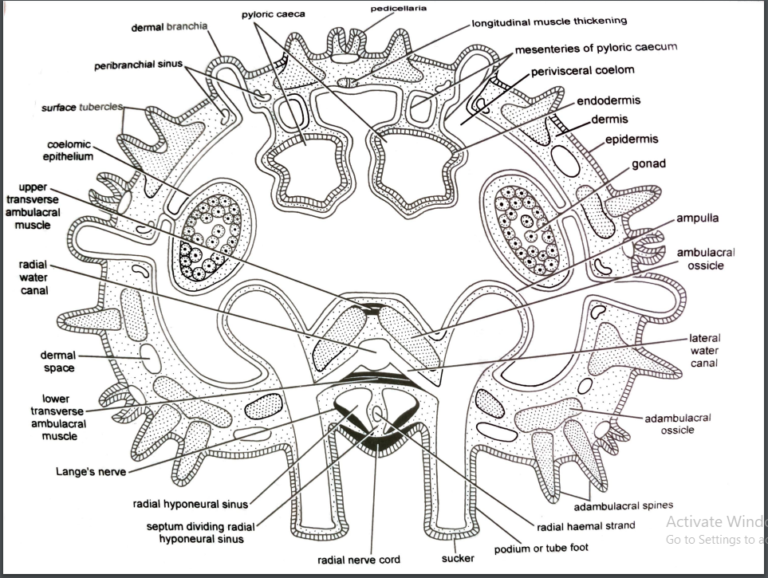 FIGURE DEPICITNG T.S of arm of sea star