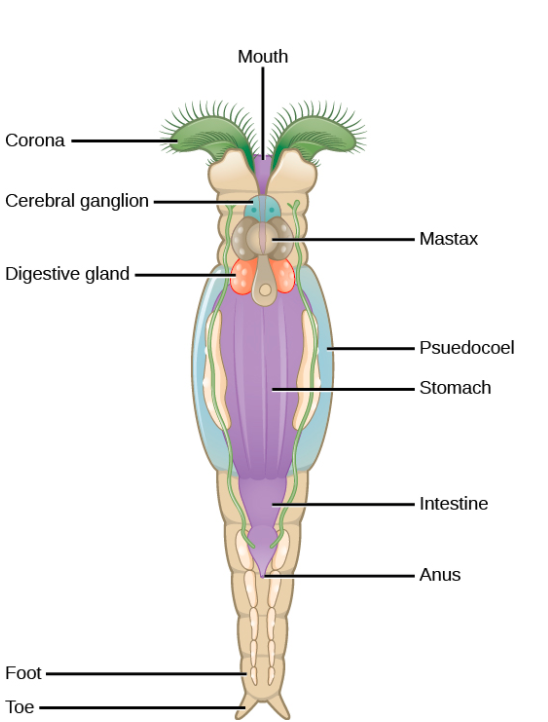 FIGURE DEPICTING Basic body structure of Rotifer