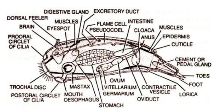 FIGURE DEPICTING General anatomy of rotifer