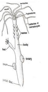 FIGURE DIPICTING HYDRA AN EXAMPLE OF METAZOANS