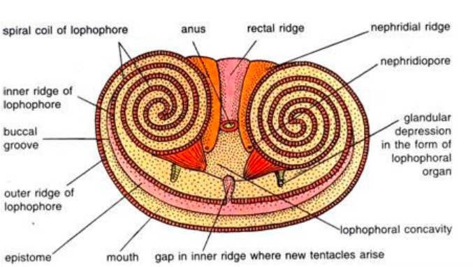 FIGURE DEPICITNG Structure of lophophore