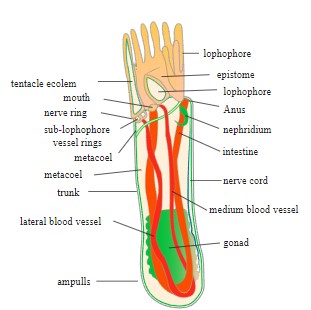 FIGURE DEPICTING Anatomy of an adult Phoronida