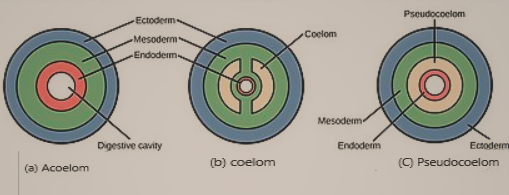 ORGANIZATION OF COELOM