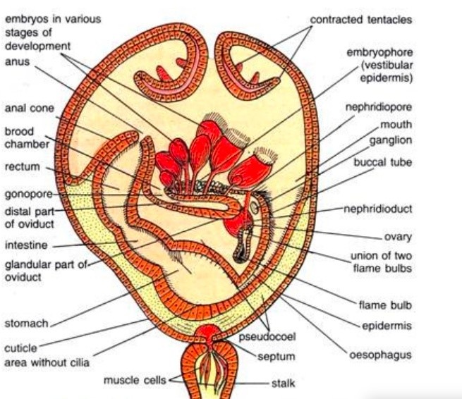 FIGURE DEPICITNG Section through calyx