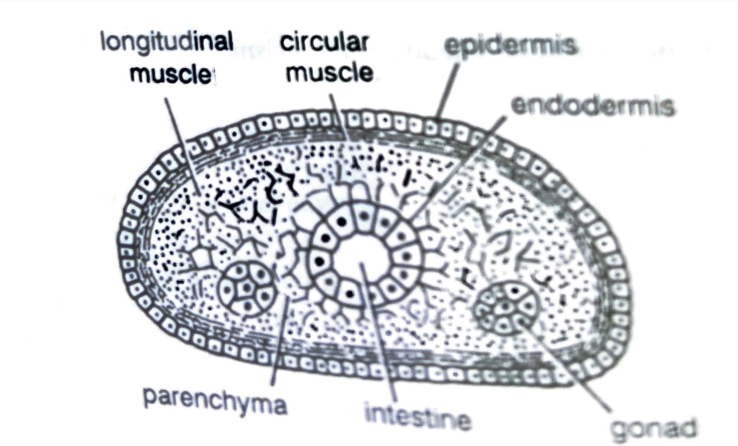 ORGANIZATION OF COELOM