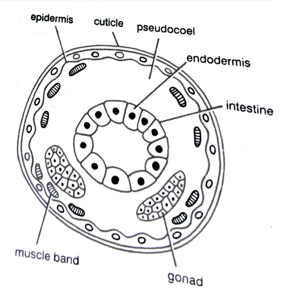 ORGANIZATION OF COELOM