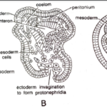 Three type of eucoelom (A) Schizocoelomata (B) Mesenchymal coelomata (c) Enterocoelomata