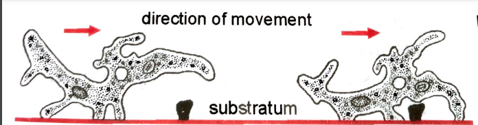 LOCOMOTION IN PROTOZOA ,FIGURE DEPICITNG MOVEMENT OF AMOEBA