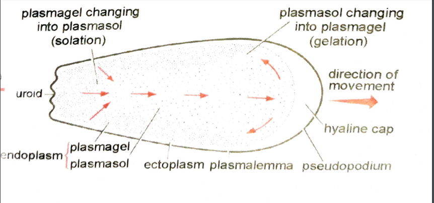 FIGURE DEPICTING AMOEBA MOVENT ACCORDING SOL AND GEL THEORY