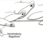 FIGURE DEPICITNG FLAGELLAR MOVEMENT