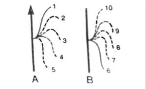 FIGURE DEPICTING CILLIARY MOVEMENT [A] EFFECTIVE STROKE [B] RECOVERY STROKE