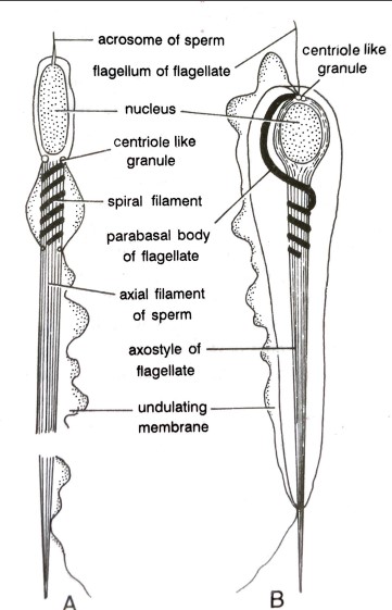 FIGURE DEPICTING COMPARISION BETWEEN (A) SPERMATOZOAN (B) FLAGELLATE