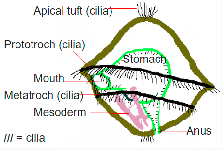 FIGURE DEPICTING Trochophore larva